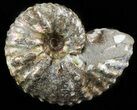 Hoploscaphites (Jeletzkytes) Ammonite Cluster- South Dakota #46872-1